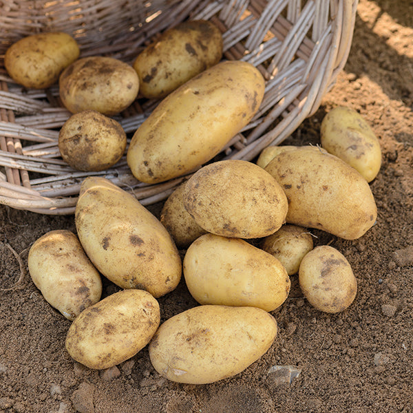 Care & Cultivation Of Potatoes
