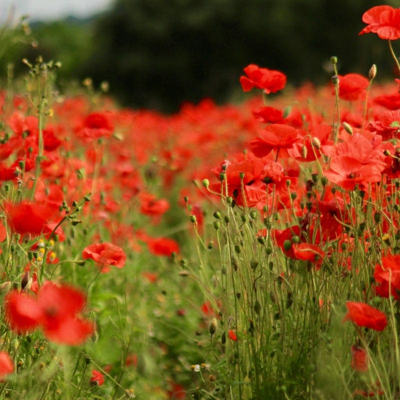 Why Your Hardy Annuals Need an Early Start
