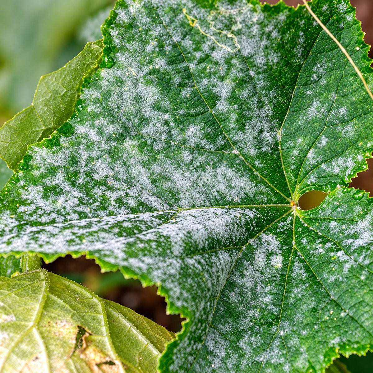 The Best Powdery Mildew Treatment
