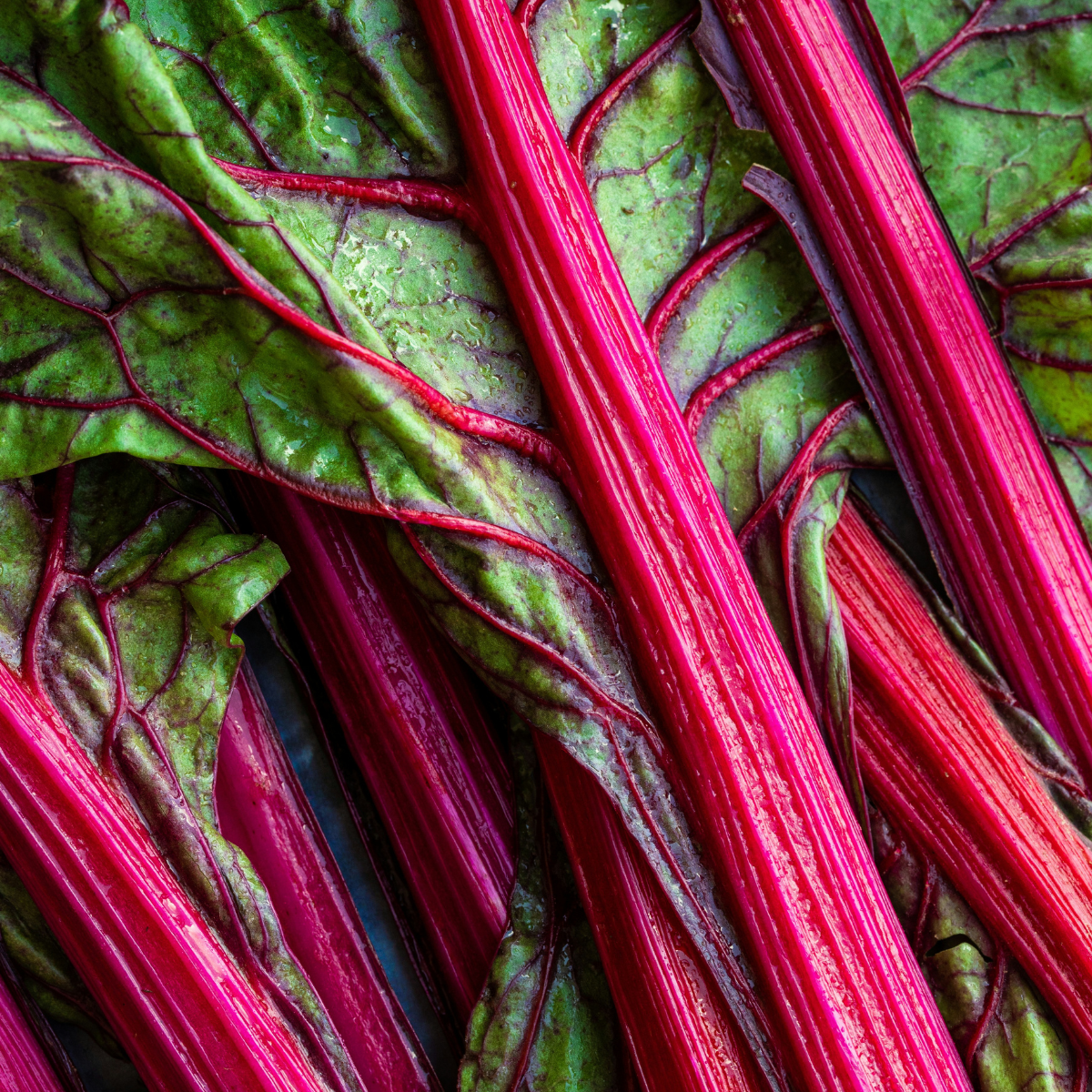 How to Grow Chard from Seed