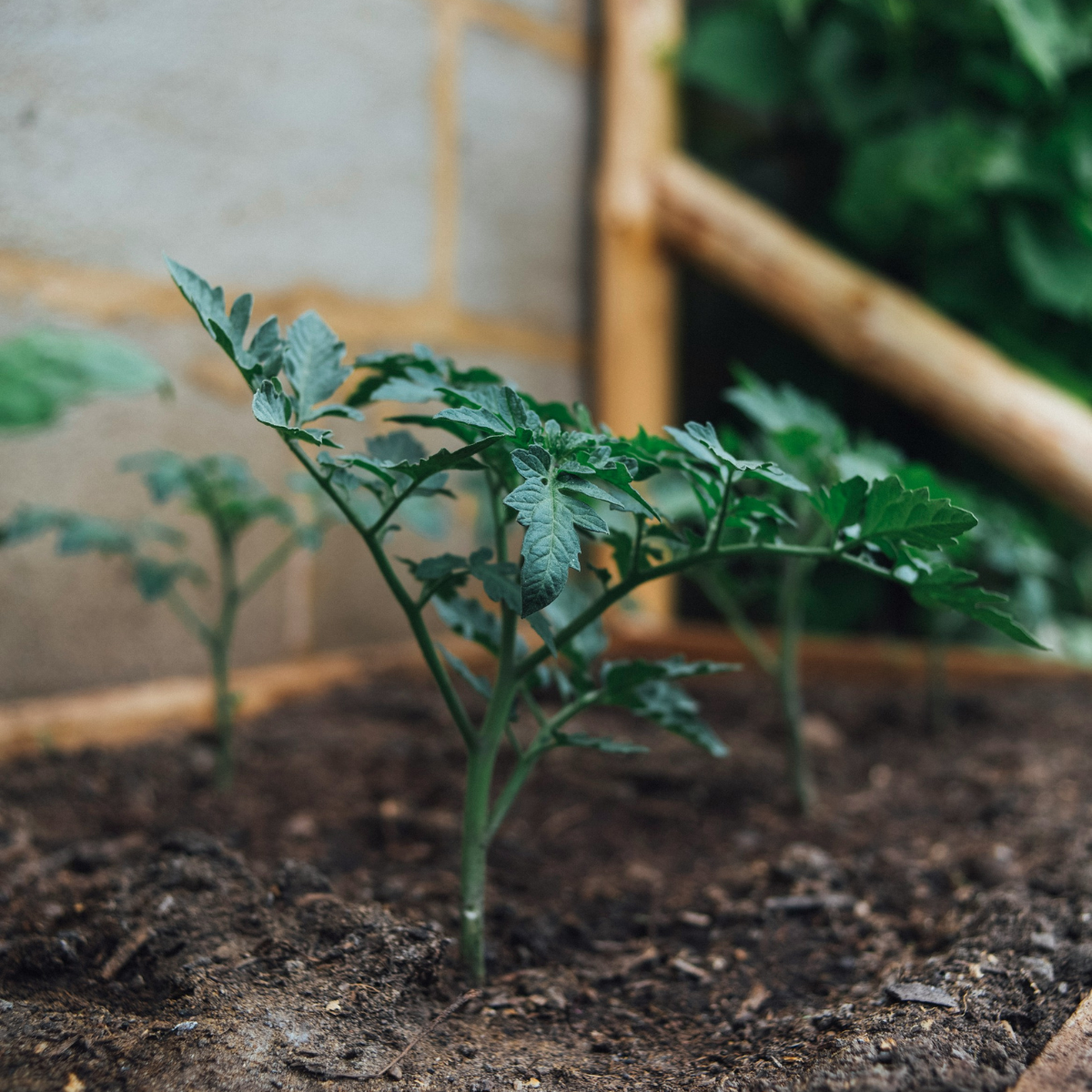 How to Harden Off Plants
