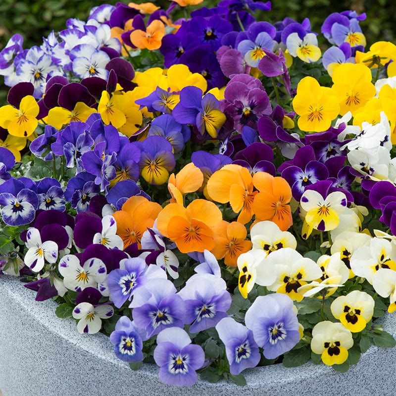 The Best Bedding Plants for Spring