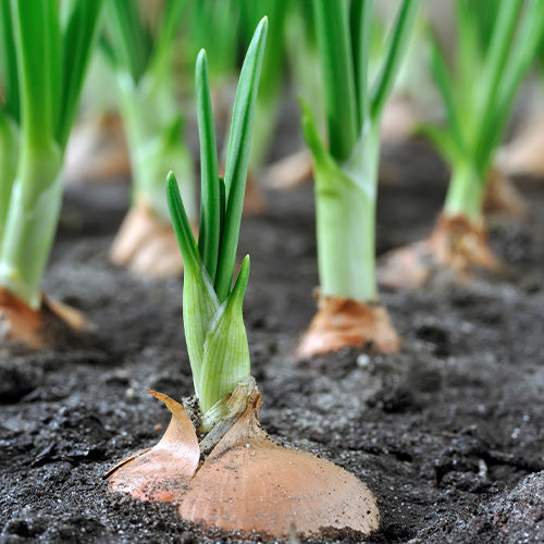 A crop consisting of several rows of onion plants.