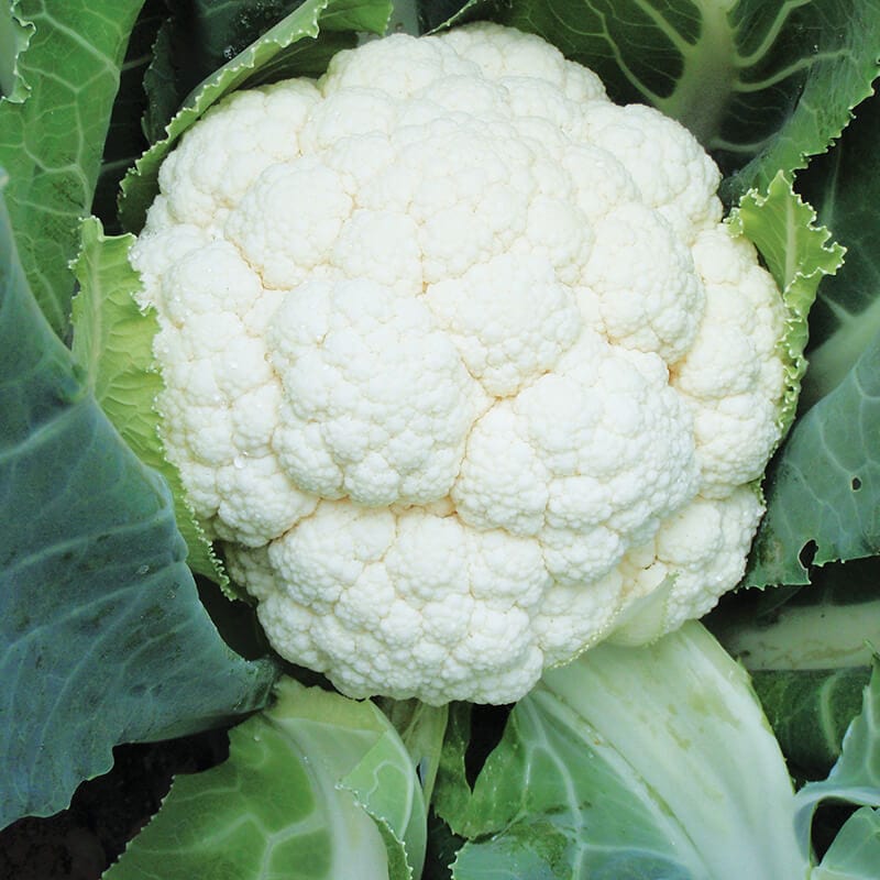 Cauliflower Plants