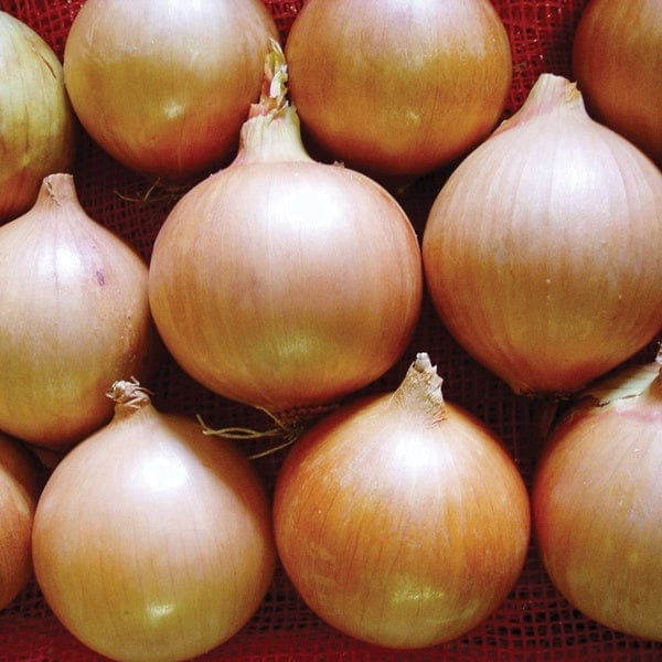 Heat Treated Onions