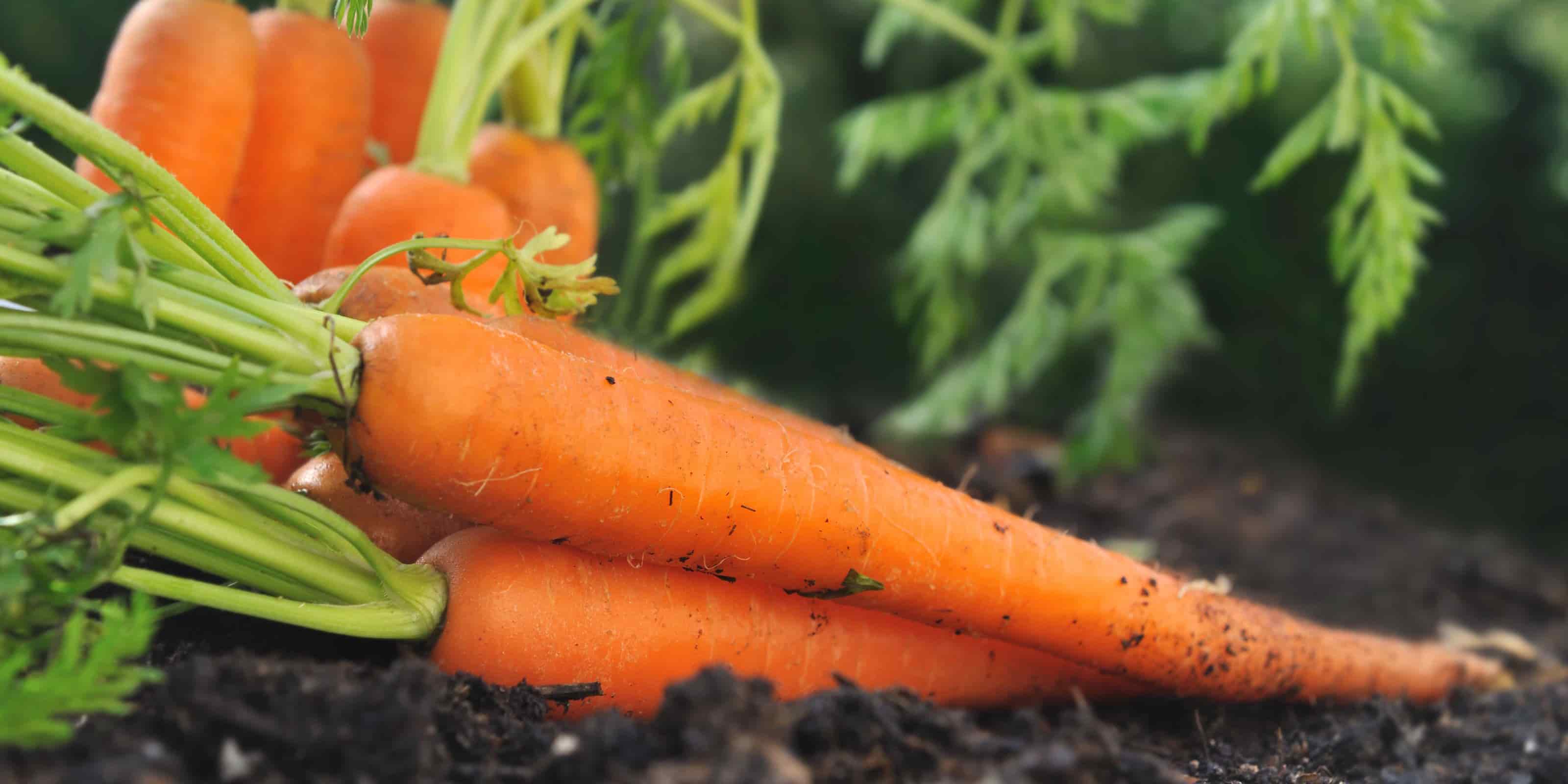 Low-Maintenance Fruit and Vegetables
