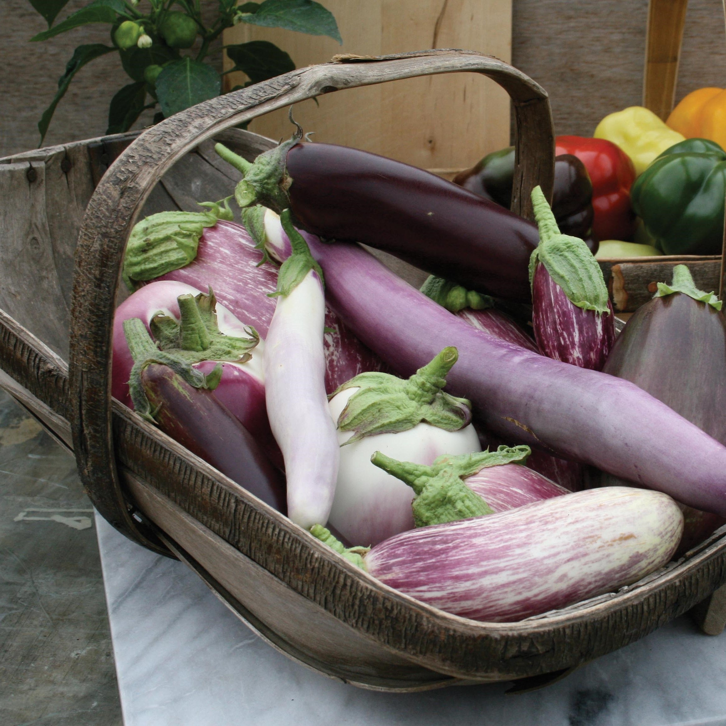 Aubergine Seeds