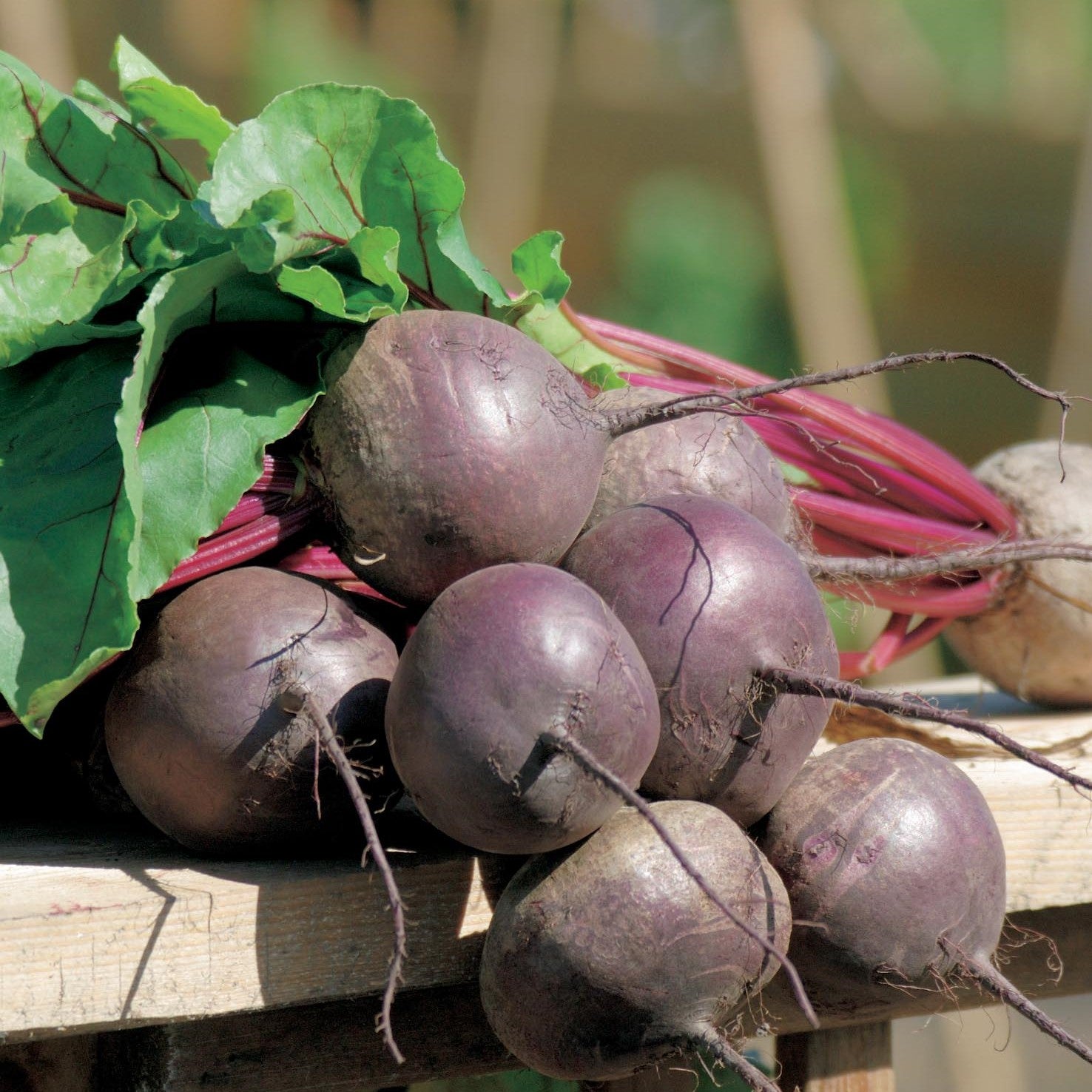 Beetroot Plants