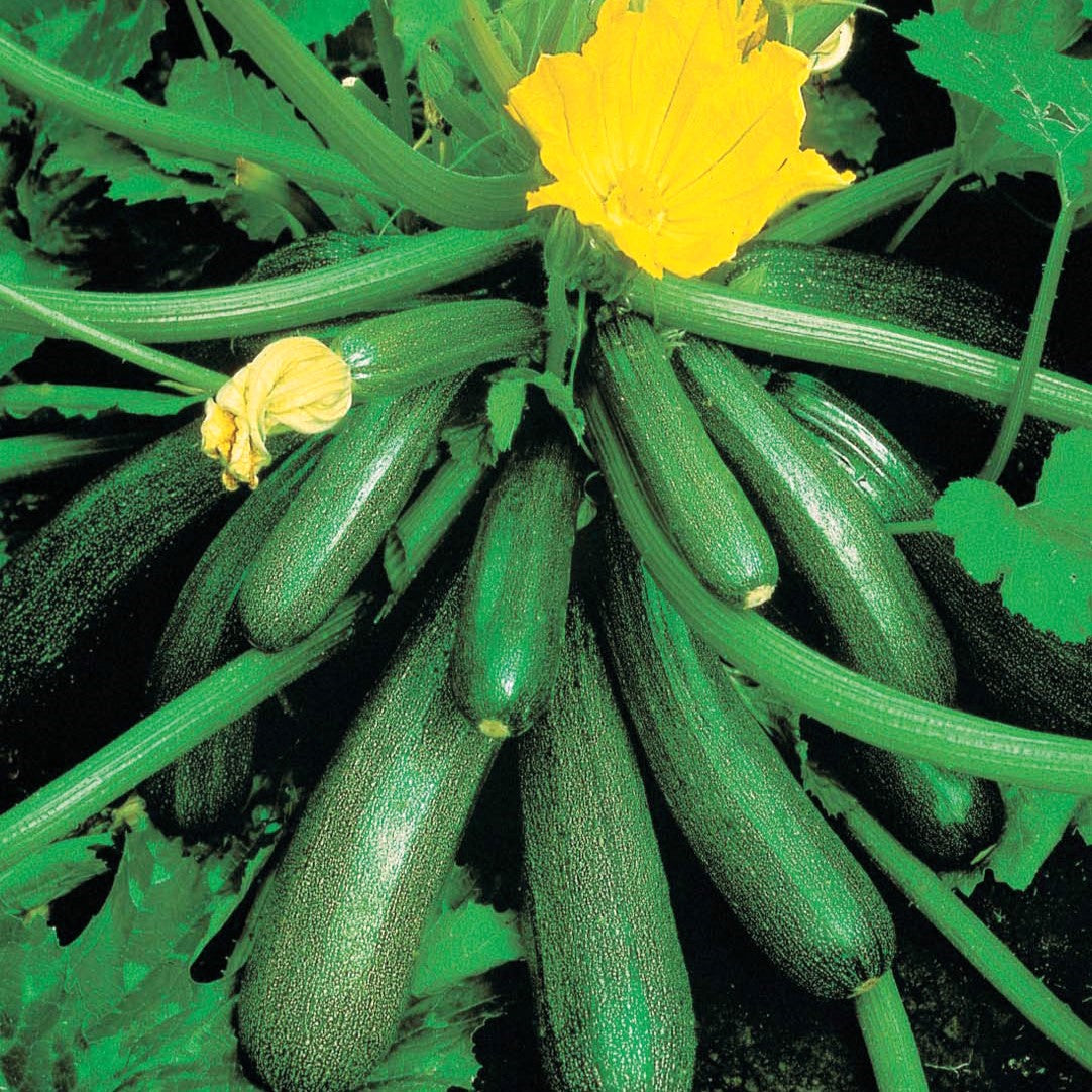 Courgette Seeds