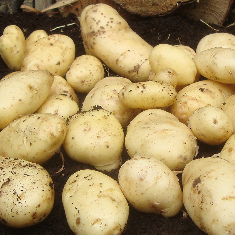 Early Seed Potatoes