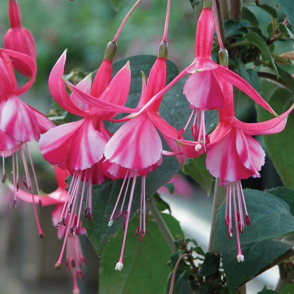 Fuchsia Plants