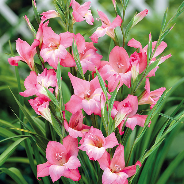 Gladiolus Bulbs