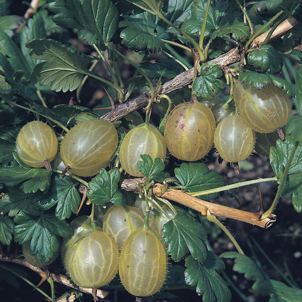 Gooseberry Plants