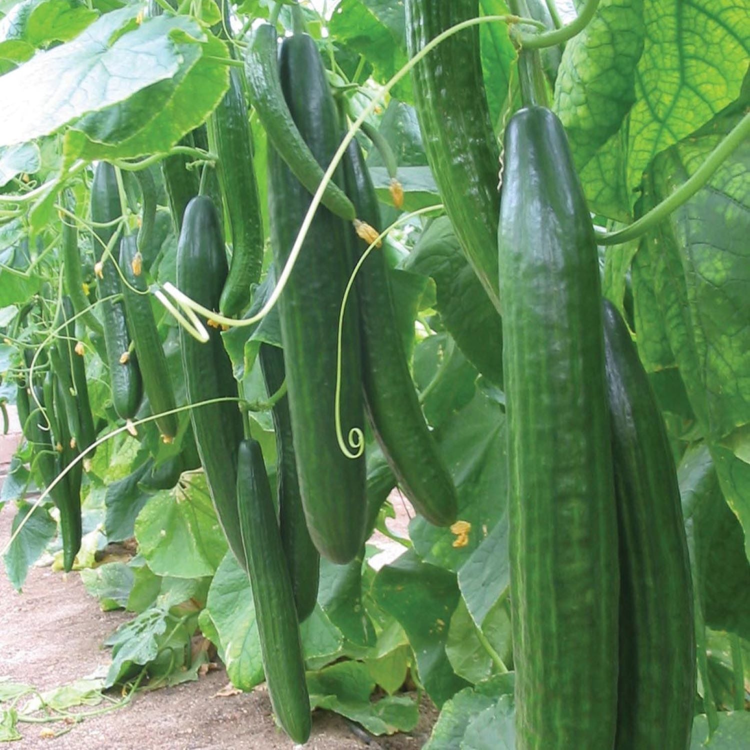 Greenhouse Plants