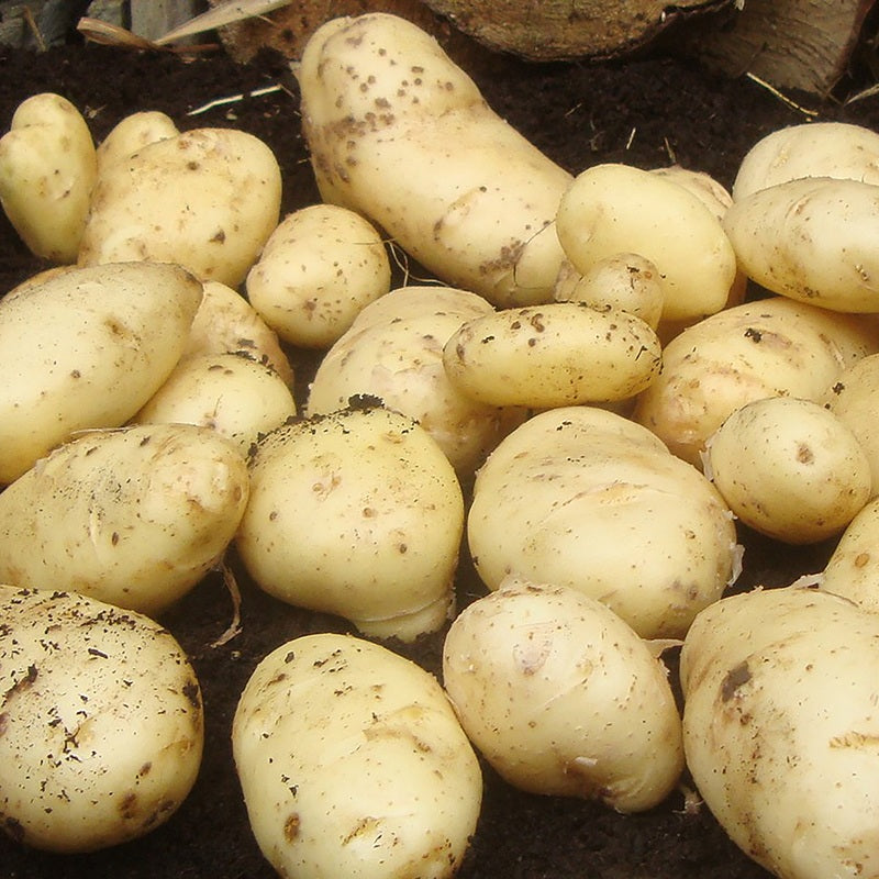 Heritage Potatoes