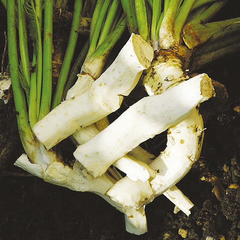 Horseradish Thongs
