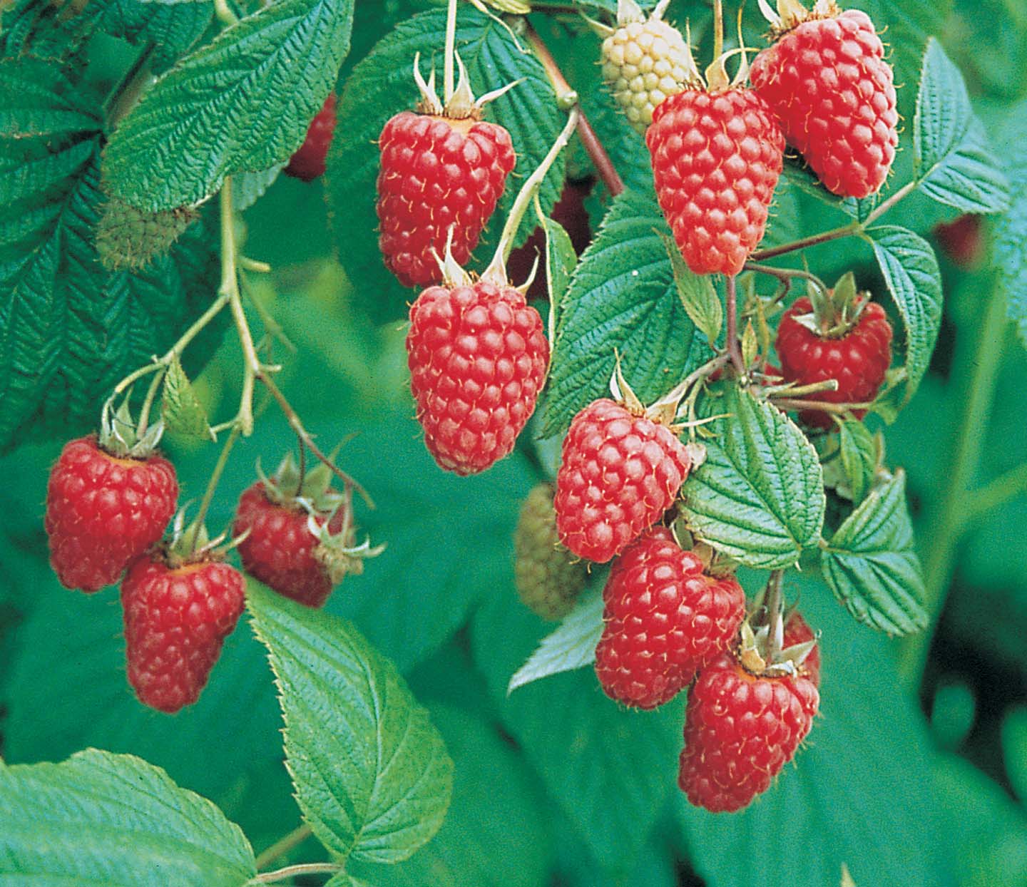 Mid Season Cropping Raspberry Plants