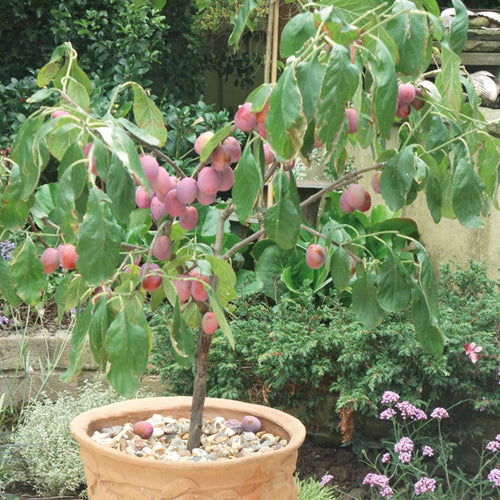 Patio Fruit Trees D.T. Brown Seeds