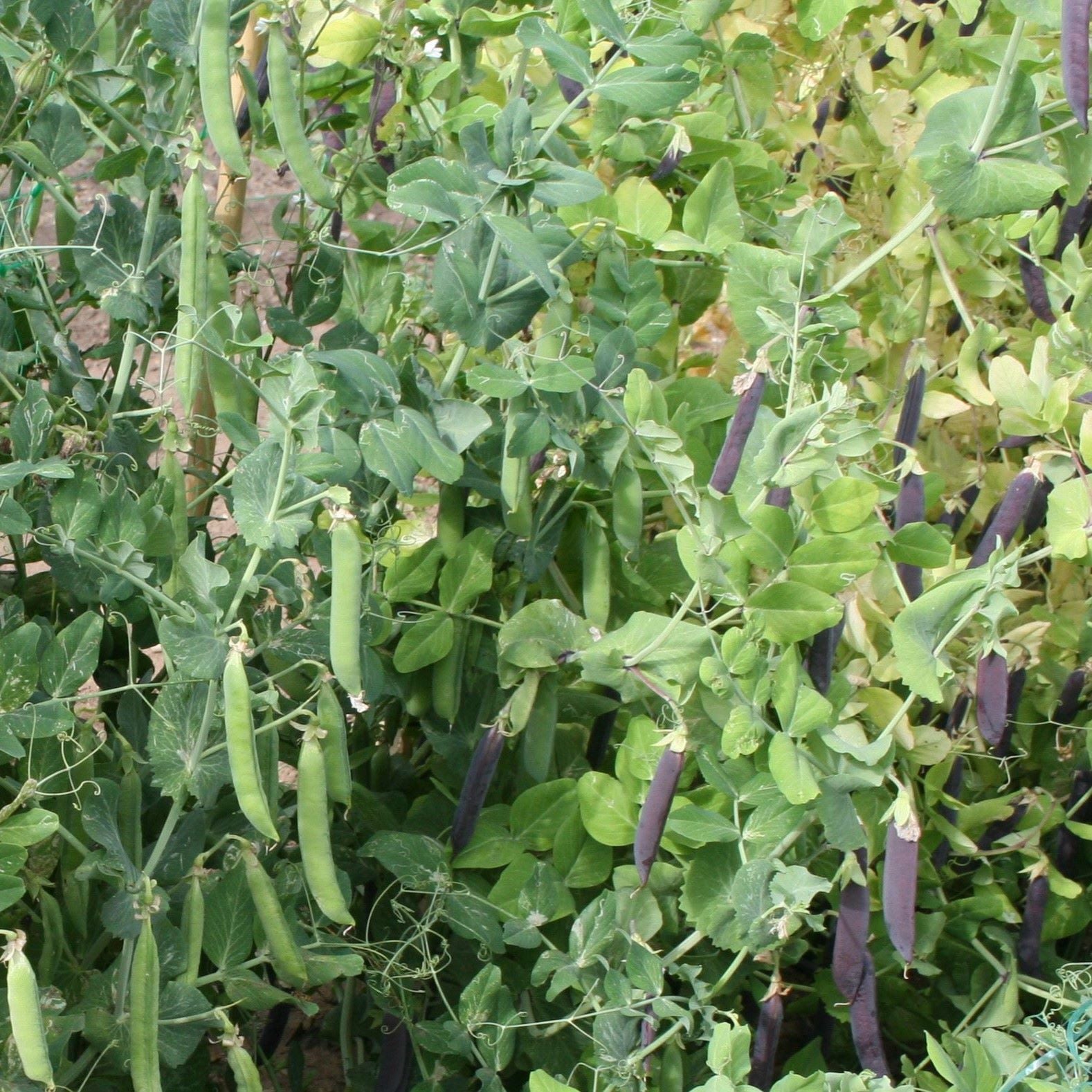 Peas and Bean Seeds Peas and Beans from Seed D.T. Brown Seeds