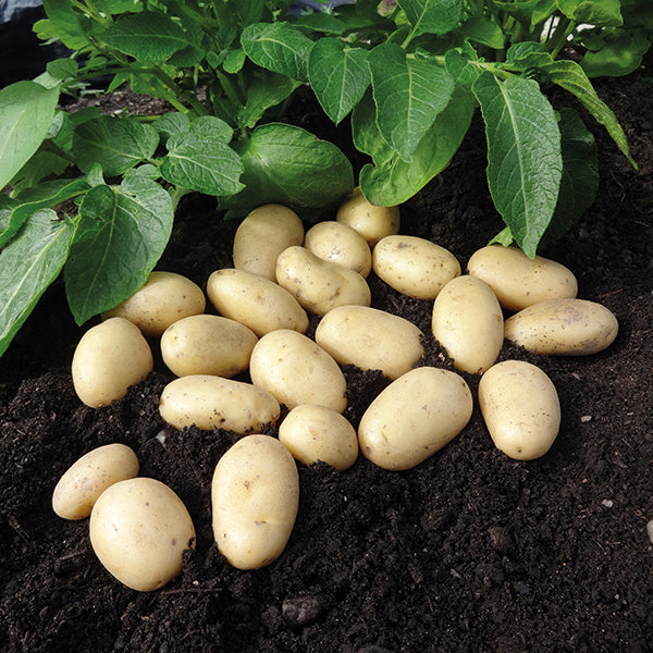 Second Cropping Seed Potatoes