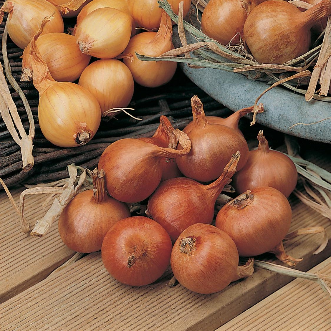 Shallots Seeds