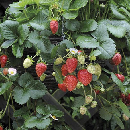 Strawberry Plants