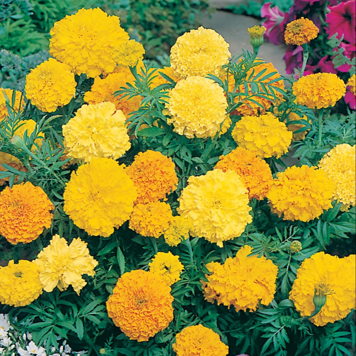 Spring Bedding Plants