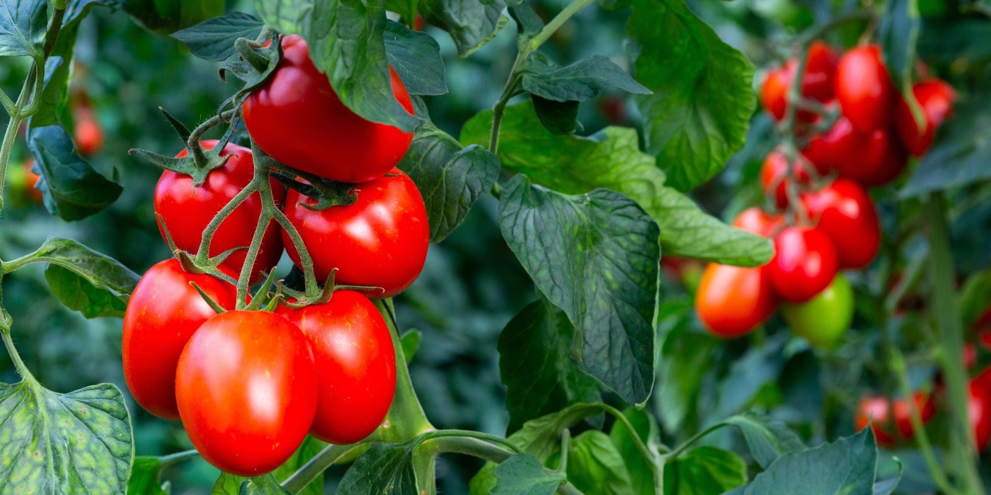 Tomato Plants