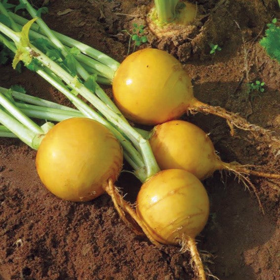 Turnip Plants