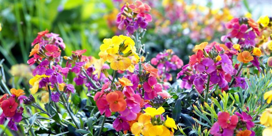 Wallflower Plants D.T. Brown Seeds