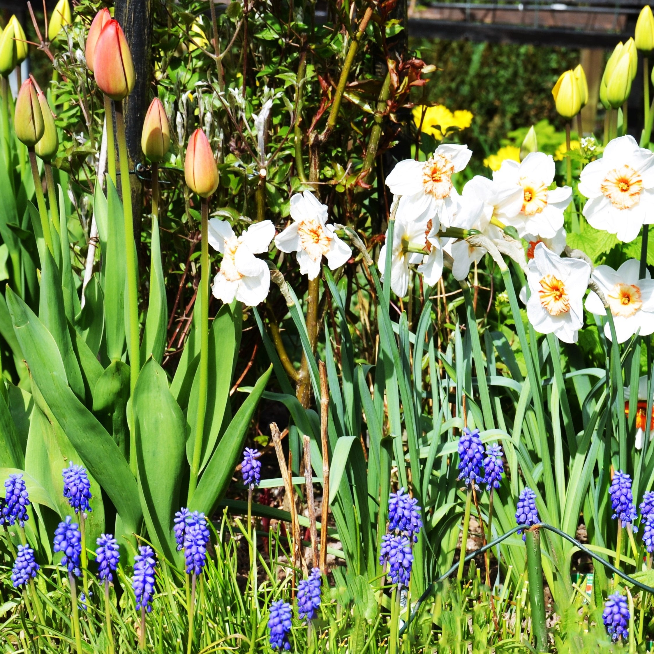 Autumn Planting Flower Bulbs