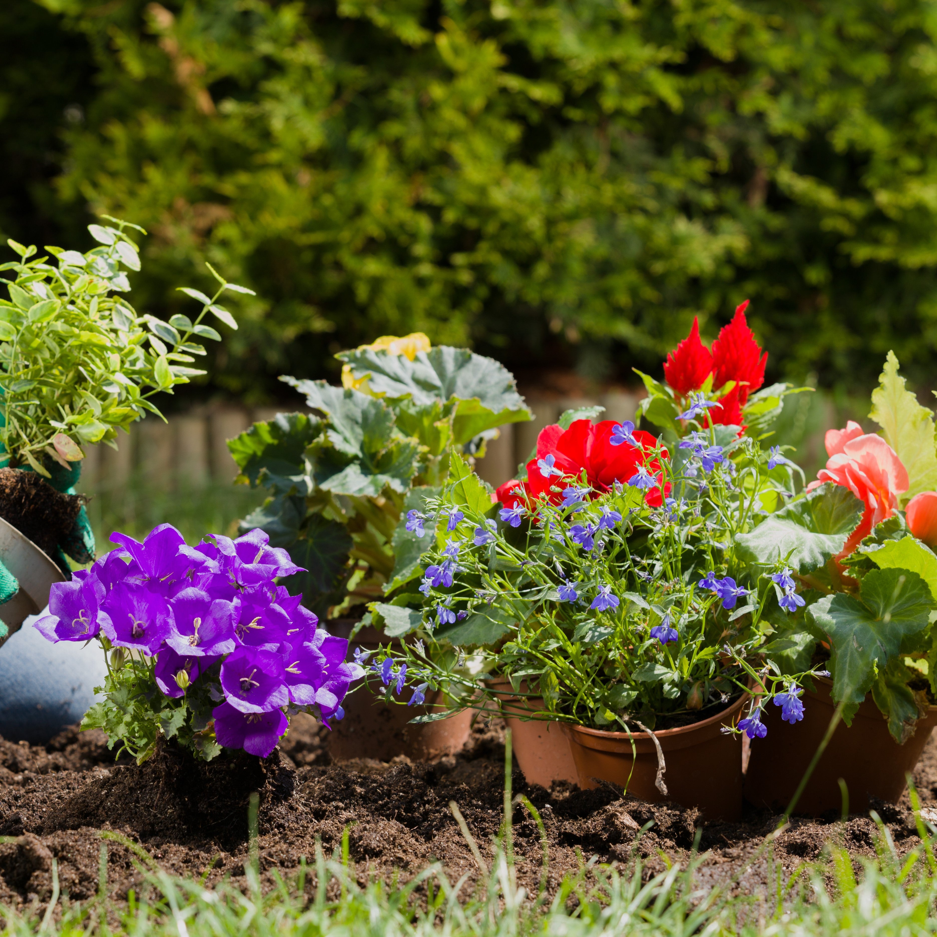 Spring: Peat Pot Treat Baskets - Cloches & Lavender