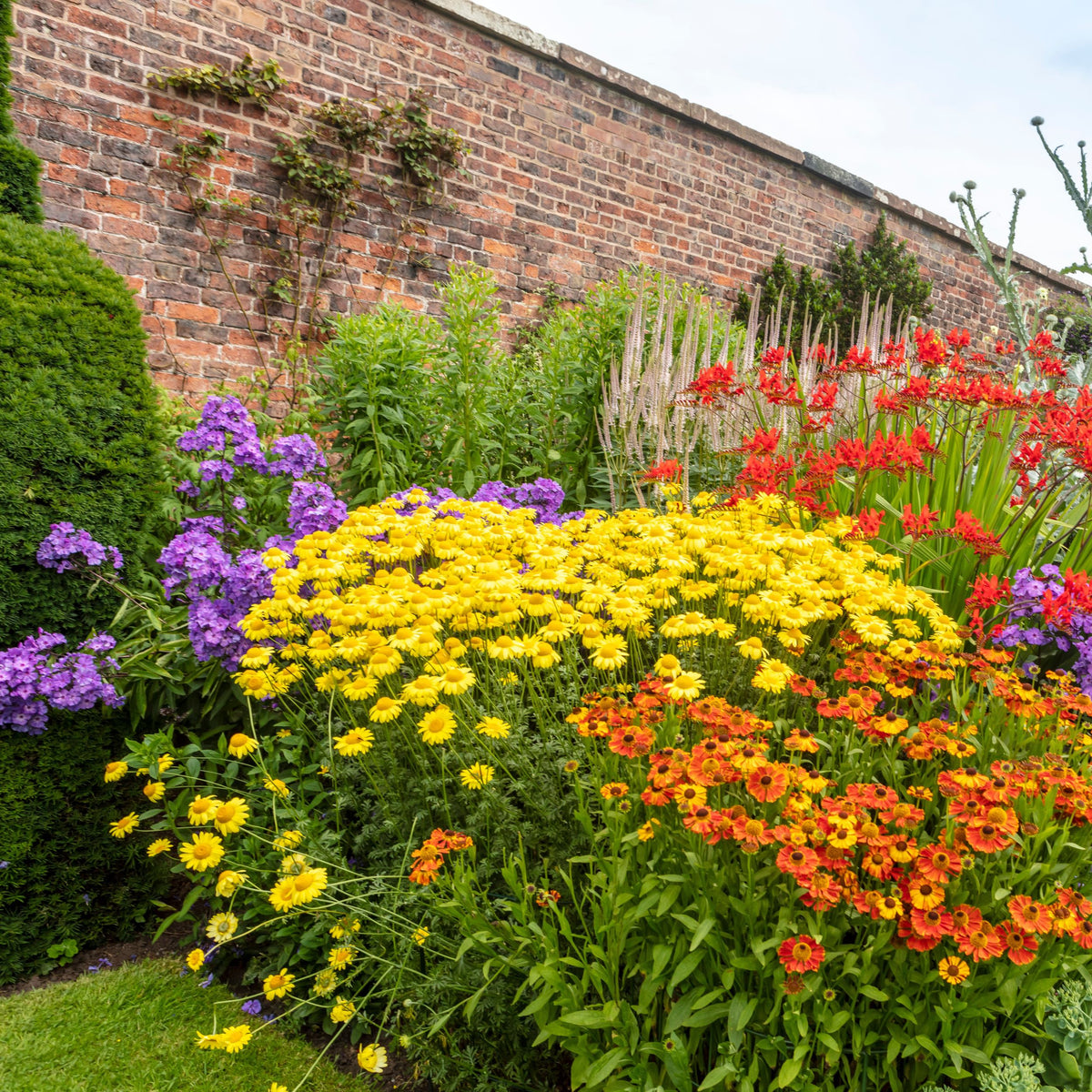Border Flower Plants