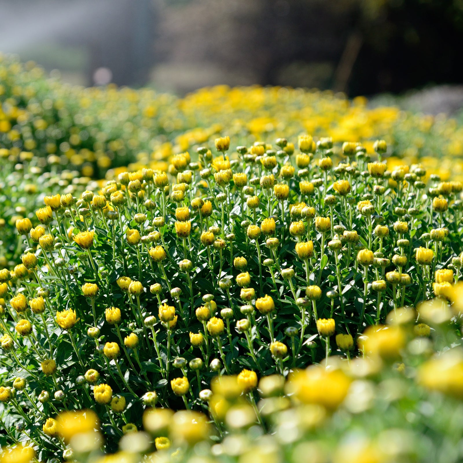Flowers to sow or plant now