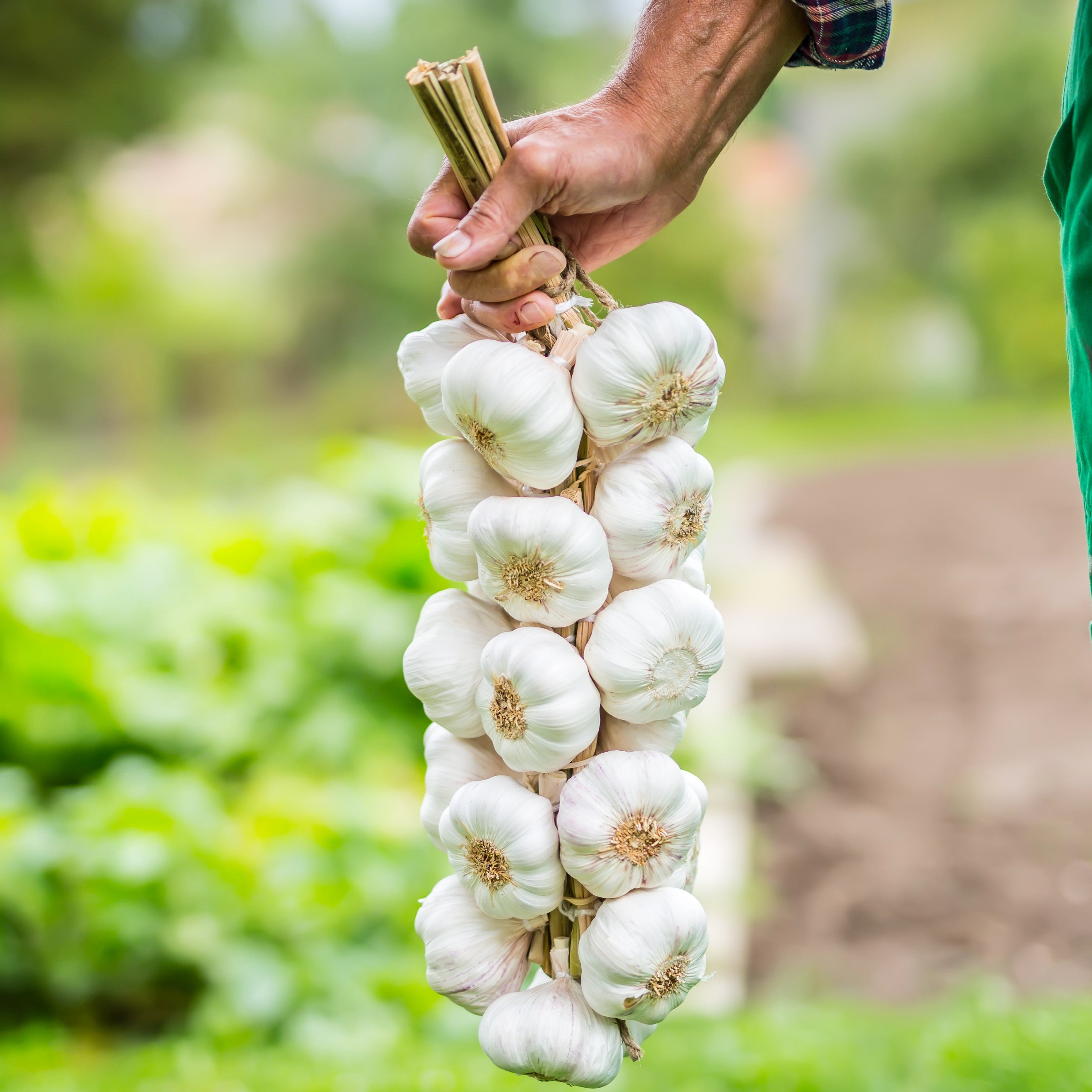 holding garlic gloves