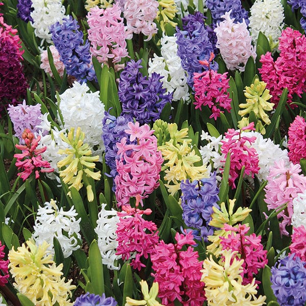Hyacinth Bulbs