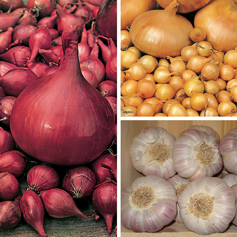 Autumn Planting Onions Shallots and Garlic