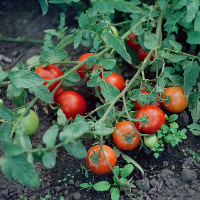 Outdoor Tomato Plants | Tomato Plants for Outside | D.T. Brown