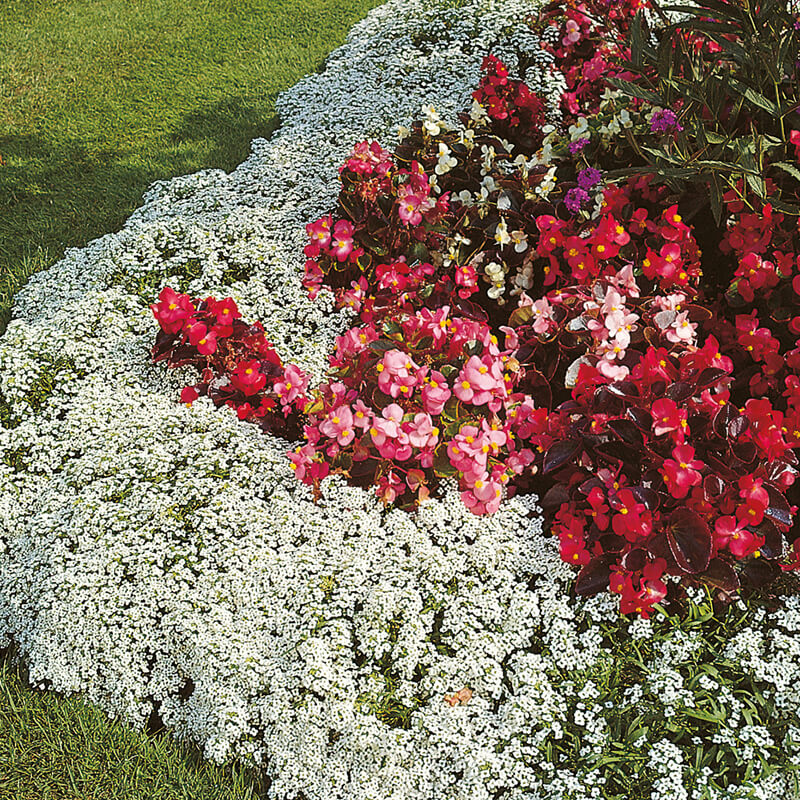 Alyssum Carpet of Snow Seeds