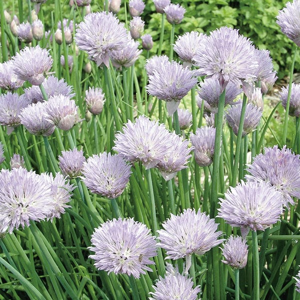 dt-brown VEGETABLE PLANTS 3 x 9cm Potted Plants (LATE) Chives Herb Plants