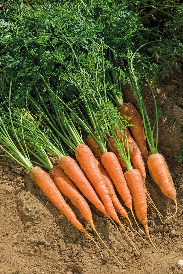 dt-brown VEGETABLE SEEDS Carrot St. Valery Seeds