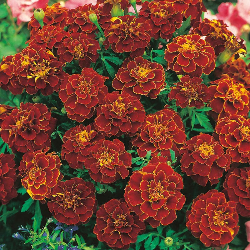 dt-brown FLOWER SEEDS Marigold (French) Red Cherry Flower Seeds