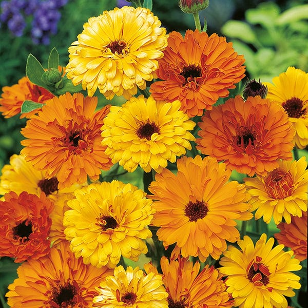dt-brown FLOWER SEEDS Calendula Touch of Red Flower Seeds
