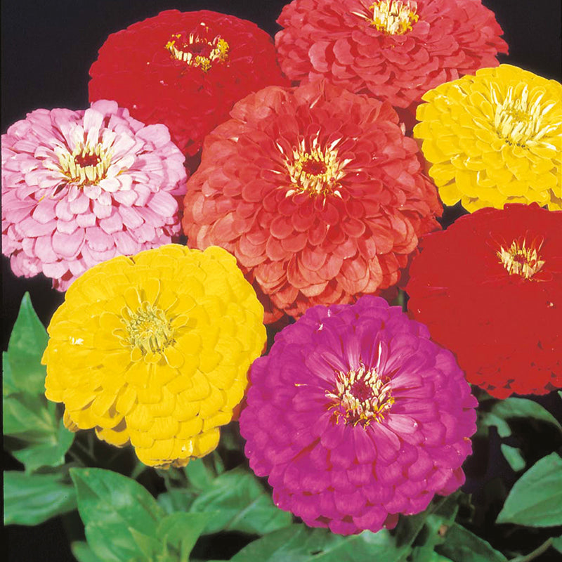 Zinnia Giant Dahlia Flowered Choice Mixed Seeds