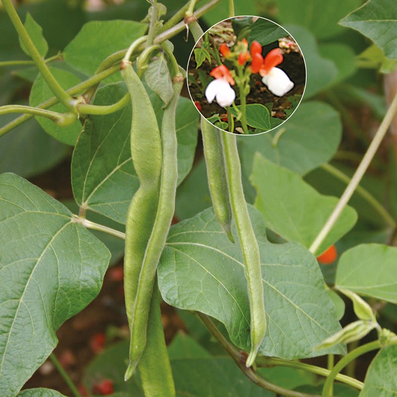 Dwarf Runner Bean Hestia Seeds
