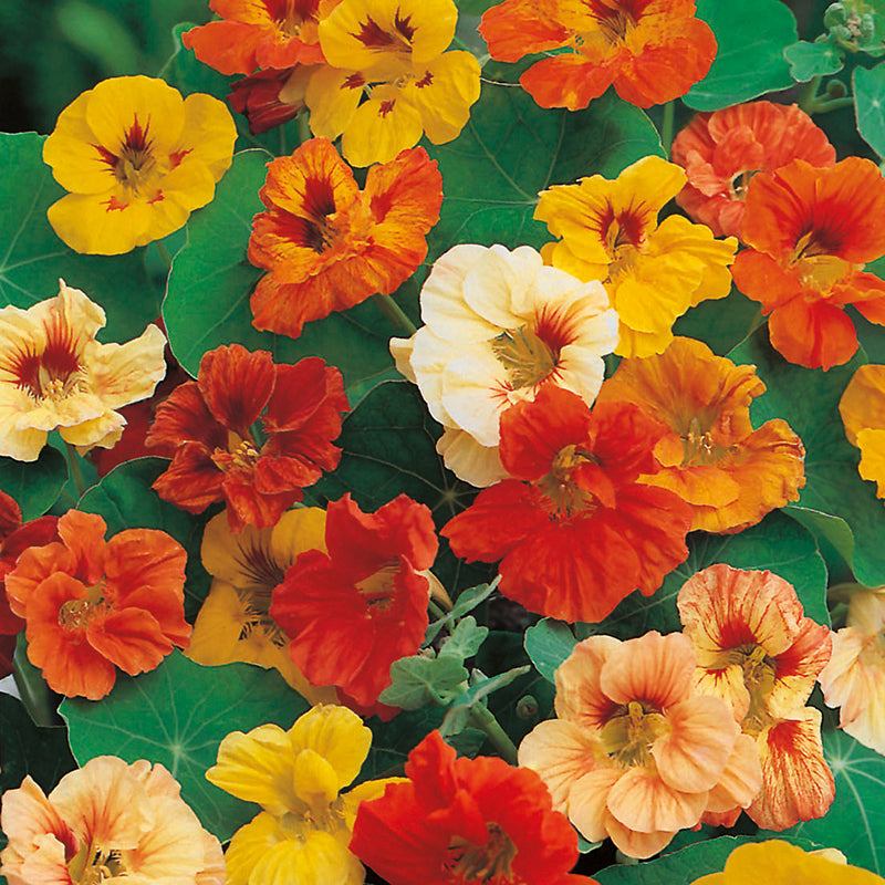 Nasturtium Jewel Dwarf Double Mixed Seeds