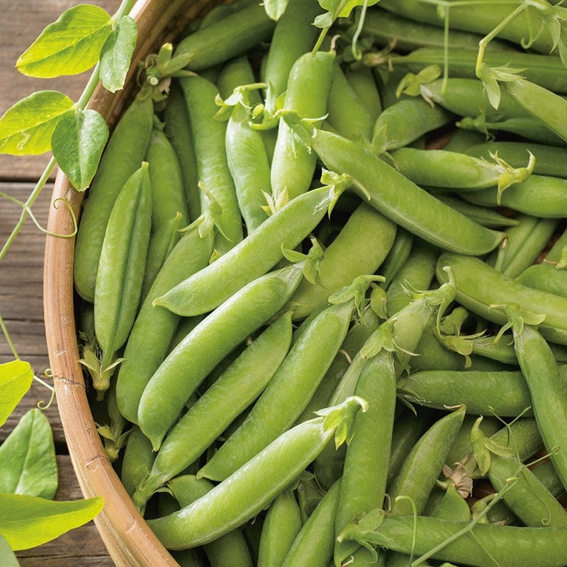 dt-brown VEGETABLE SEEDS Pea (Snap Type) Sugar Ann AGM Seeds