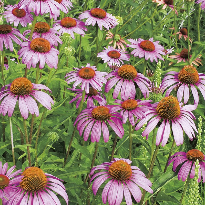 Echinacea Purpurea Seeds