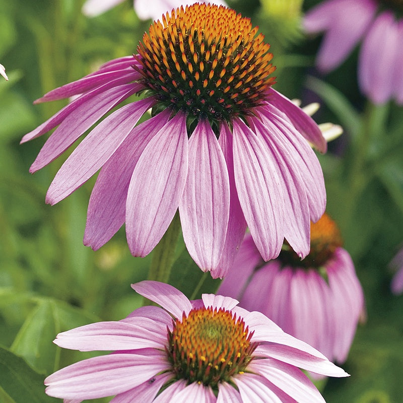 Echinacea Purpurea Seeds
