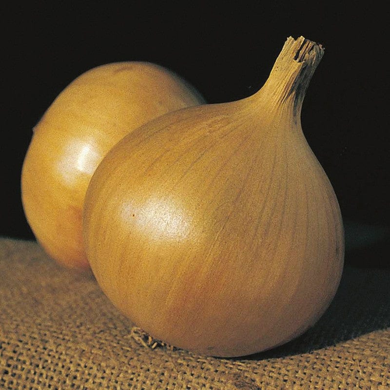 dt-brown VEGETABLE SEEDS Onion (Globe) Bristol F1 Seeds